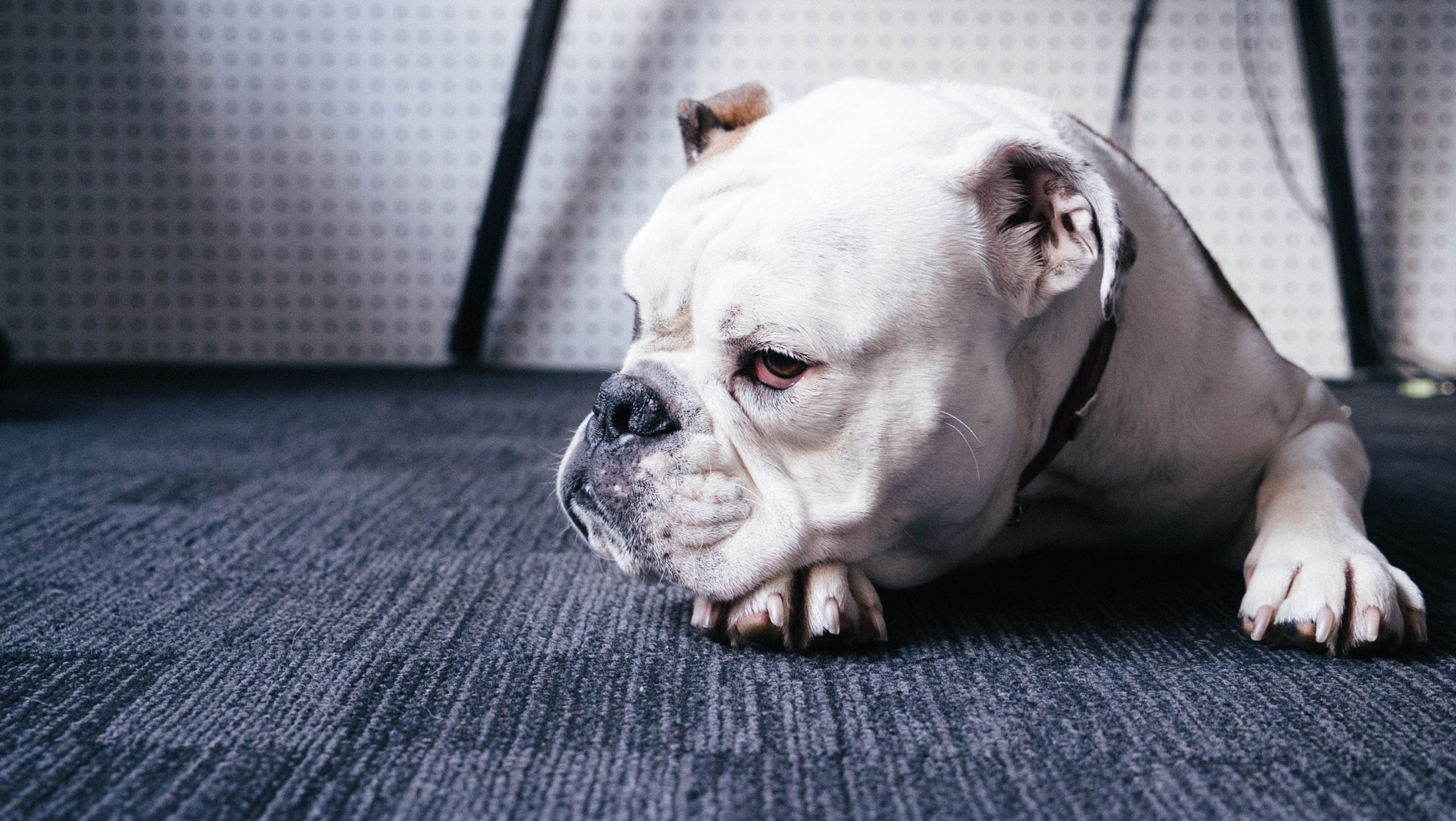 Some Useful Tips On Carpet Cleaning For Pet Owners