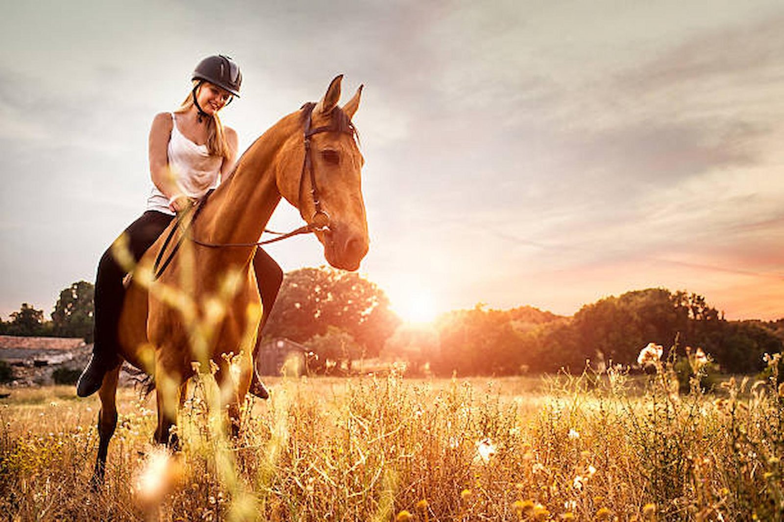 What Is Dressage?